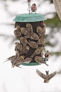 Common redpolls