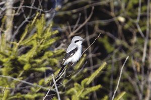 Northern shrike