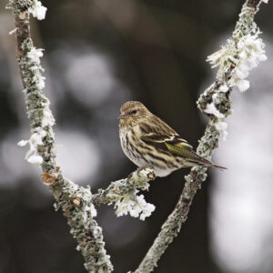 Pine siskin