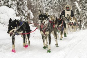 The author’s husband, Matt Schmidt, finished the 12-dog race in 2nd place. | NACE HAGEMANN