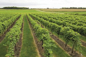 Frontenac was the first wine grape variety released to the public in 1996. | U OF M