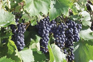 Marquette grapes are one of five cold-grape varieties used to make wine. | U OF M