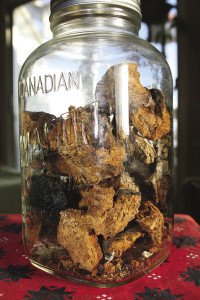 Chaga harvested by the author. | JULIA PRINSELAAR