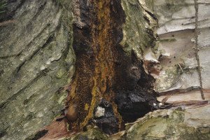 The early stages of chaga growth. | ONTARIO NATURE