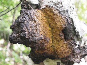 A photo of a young chaga growing on a birch tree, a future crop for Carl and Esther Godin. | CARL AND ESTHER GODIN 