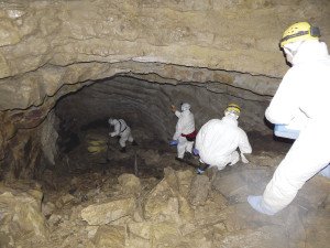 White-nose syndrome, a disease that can kill bats, was confirmed in Minnesota at the Soudan Underground Mine State Park. |SUBMITTED
