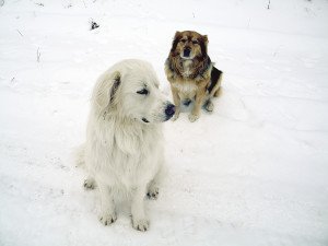 The author lost the great Pyrenees mix in theforeground when it was killed by wolves near her home. | KATHY TOIVONEN