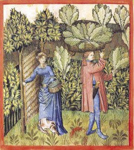 Cabbage was harvested in the 15th Century, as depicted in this illustration from the book “Tacuinum Sanitatis,” a medieval handbook on health. |SUBMITTED