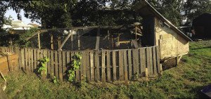  The author’s chicken coop in her backyard. | JULIA PRINSELAAR