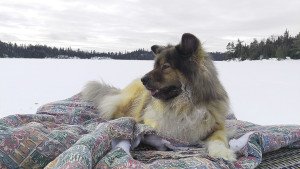 A dog’s version of glamping? Timber out on the lake during a day of ice fishing. | JULIA PRINSELAAR