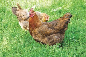 Chickens provide excellent fertilizer for the garden. | STOCK