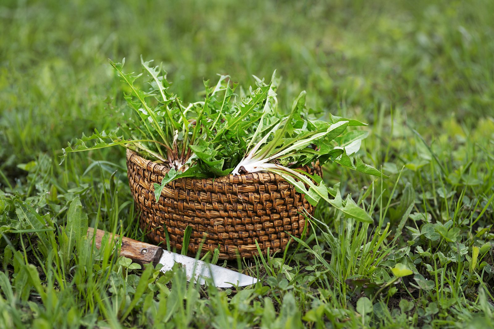 Harvesting Preparing And Eating Dandelions Northern Wilds Magazine