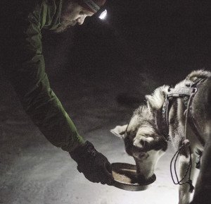 One of the handlers coaxes Ringo to eat during a race checkpoint. | ANNIE FONTAINE