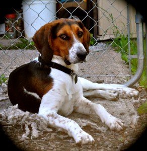 Chester, a coonhound, was adopted by a family in Silver Bay, thanks to Ace's Waggin. | ELIZABETH GRAY