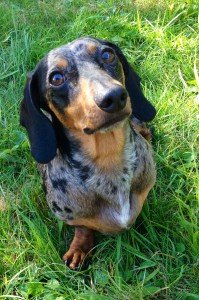 Ace, Gray's dachshund, is the mascot for Ace's Waggin rescue group in Two Harbors. | ELIZABETH GRAY