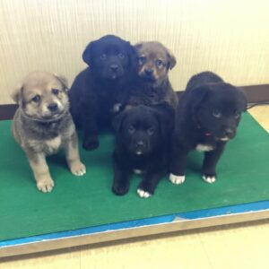 Puppies from Paws for Love. | KIM TAMMINEN