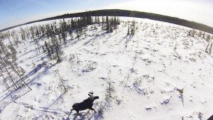 Long term projections indicate that the Minnesota moose population will  continue to decline. | MN DNR