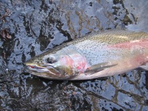 A Steelhead caught on a Yarn Fly … – The First Cast – Hook, Line