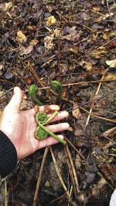 When harvesting fiddleheads, only pick about half per cluster. | JUAN BAZTARRICA