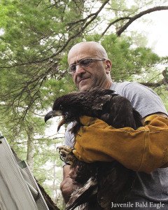 Juvenile bald eagle. | TRUDY VRIEZE