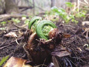 Fiddleheads budding through the forest floor. | KENDAL DONAHUE