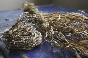 Dried ribbons of nettle fibers can be made into cordage. | JULIA PRINSELAAR