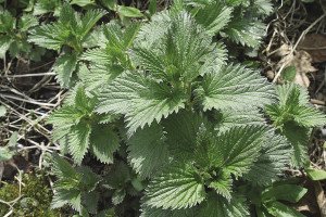 A small patch of springtime stinging nettle found in a back lane. | JULIA PRINSELAAR