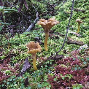  Yellow-footed chanterelles look similar to trumpet chanterelles: both grow in moist, swampy areas. | PAUL DROMBOLIs