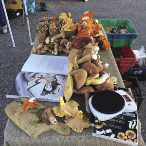 A table of wild mushrooms at the Thunder Bay Country Market. | PAUL DROMBOLIS