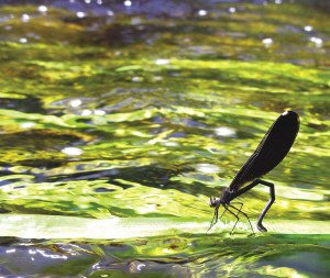 River jewelwing damselflies are often found hanging like jewels from streamside vegetation in the north woods. This female is laying eggs by inserting them into aquatic vegetation. | KURT MEAD