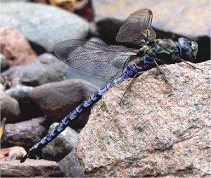 Zigzag darners are boreal dragonflies that need boggy habitats for breeding. | KURT MEAD
