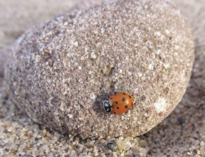 A convergent ladybug that washed up on the shore of Lake Superior. | SUBMITTED