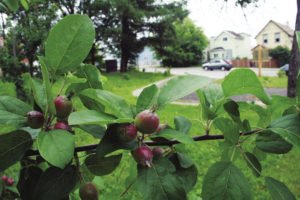 Among other edible fruits, the organization uses this green space to grow apples, which are picked in the fall to make cider. | JULIA PRINSELAAR