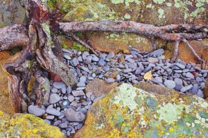 Photos such as Roots on Rock by photographer Vince Quast can be seen at the Under the Spreading Walnut Tree Festival. | Vince Quast