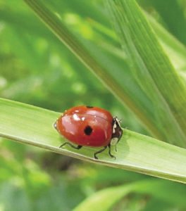 A two-spotted ladybug near Gilbert, Minnesota. | SUBMITTED