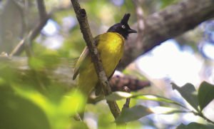 The black-crested bulbul is only found in the Indian subcontinent and Southeast Asia. | SAM VEASNA CENTER