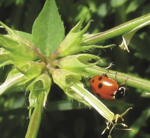 A variegated ladybug. | SUBMITTED