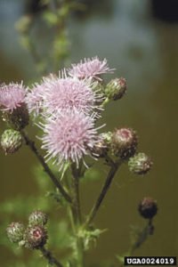 Canada thistle. | NORMAN E. REES 