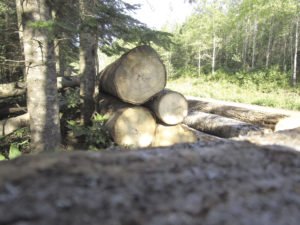 Aspen logs ready to be hauled to the mill are stacked beside a county road in Hovland. | SHAWN PERICH