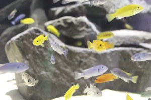 The new Unsalted Seas exhibit at the Duluth Great Lakes Aquarium will focus on freshwater lakes and the animals that live in them. | Submitted