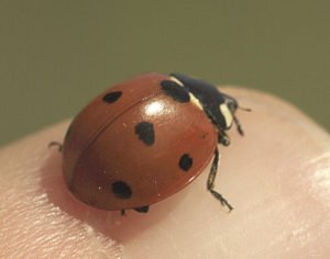 The seven-spotted ladybug. | SUBMITTED