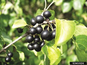 Common buckthorn.  | JAN SAMANEK 