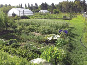 The Grand Portage community garden encourages healthy eating while promoting locally grown food and sustainability. | ANDY SCHMIDT