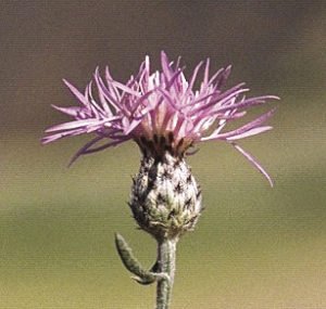 Spotted knapweed. | SUBMITTED