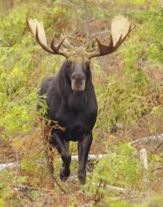 This moose answered Paul Sundberg’s female moose call and came looking for a mate. | PAUL SUNDBERG