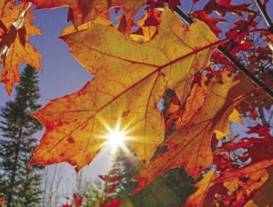 A close-up of the leaves looking into the sun. The sunlight shows the detail on the leaves. | PAUL SUNDBERG