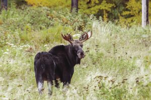 Moose numbers continue to decline in Ontario. | EARL ORF