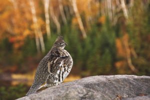 A ruffed grouse strikes a pose near the Kawishiwi River. | RADIANT SPIRIT GALLERY