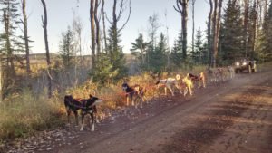 The mushers and team enjoy an early morning run on Pine Mountain Road as the fall colors are changing. | MATTHEW SCHMIDT