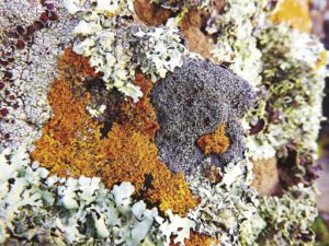 This rock contains a jumble of different lichens competing. | EMILY STONE